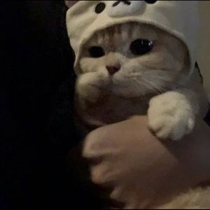 Meet your Posher, Izzy